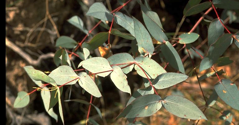 Eucalyptus Peppermint