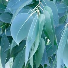 Eucalyptus (Radiata)