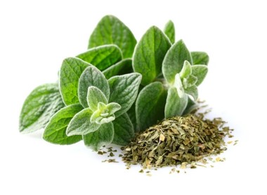 Oregano
