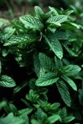Peppermint