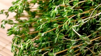 Red Thyme