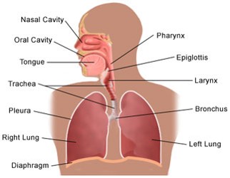 Respiratory Support Blend
