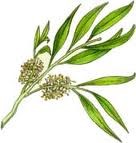Tea Tree