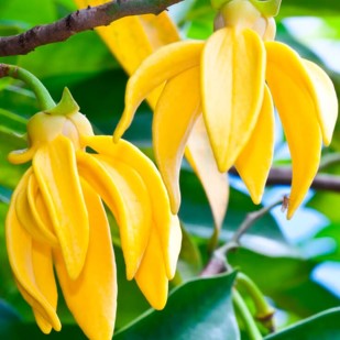 Ylang Ylang